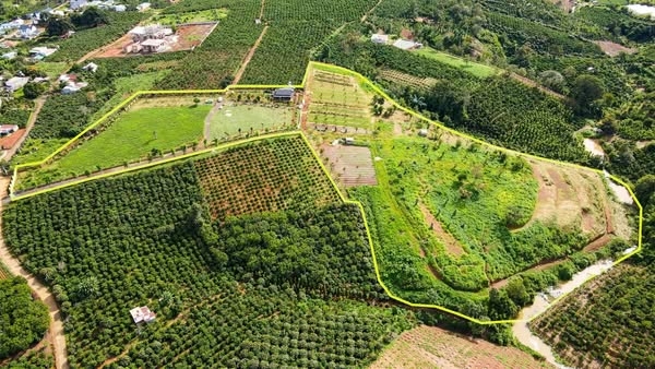 Rau Xanh Tại Ẩm Thực Trần Đến Từ Đâu?