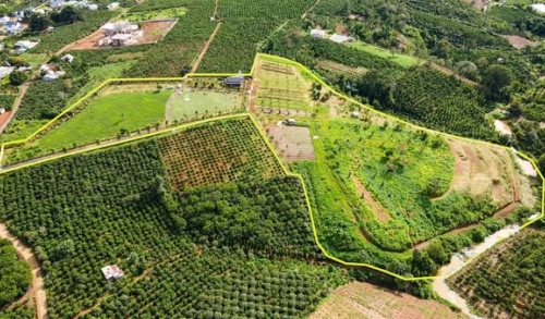 Rau Xanh Tại Ẩm Thực Trần Đến Từ Đâu?